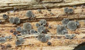 Attēlu rezultāti vaicājumam “Hyphodiscus hymeniophilus”