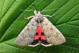 Attēlu rezultāti vaicājumam “Catocala pacta”