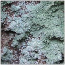 Attēlu rezultāti vaicājumam “Lepraria incana”