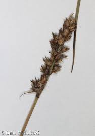 Attēlu rezultāti vaicājumam “Carex diandra”