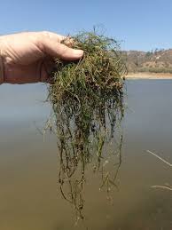 Attēlu rezultāti vaicājumam “Stuckenia pectinata”