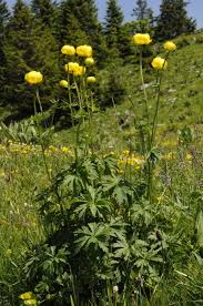 Attēlu rezultāti vaicājumam “Trollius europaeus”