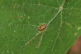 Attēlu rezultāti vaicājumam “Euphydryas maturna pupa”