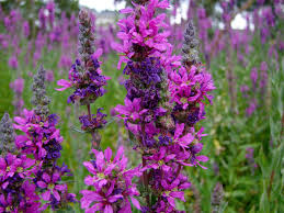 Attēlu rezultāti vaicājumam “Lythrum salicaria flower”