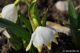 Attēlu rezultāti vaicājumam “Leucojum vernum var. carpathicum”