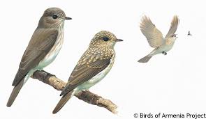 Attēlu rezultāti vaicājumam “Muscicapa striata juvenile”