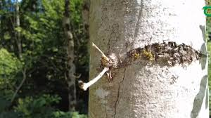 Attēlu rezultāti vaicājumam “Hymenoscyphus fraxineus”