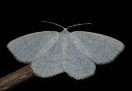 Attēlu rezultāti vaicājumam “Cabera exanthemata”