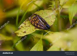 Attēlu rezultāti vaicājumam “Mellicta athalia”