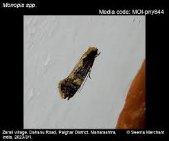 Attēlu rezultāti vaicājumam “Monopis monachella”