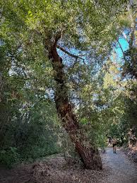 Attēlu rezultāti vaicājumam “Chionaspis salicis imago”