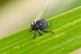 Attēlu rezultāti vaicājumam “Mononychus punctumalbum”