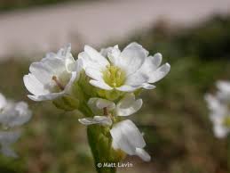Attēlu rezultāti vaicājumam “Berteroa incana flower”