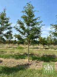Attēlu rezultāti vaicājumam “Gleditsia triacanthos”