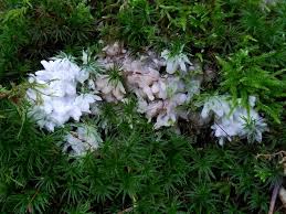 Attēlu rezultāti vaicājumam “Sebacina incrustans”