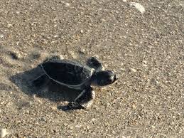 Image result for Chelonia mydas