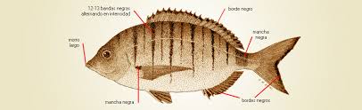 Image result for Diplodus puntazzo