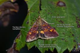 Attēlu rezultāti vaicājumam “Pyrausta aurata”