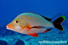 Image result for Lutjanus cyanopterus