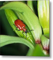 Attēlu rezultāti vaicājumam “Lilioceris lilii”