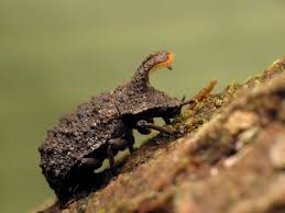 Attēlu rezultāti vaicājumam “Bolitophagus reticulatus larva”