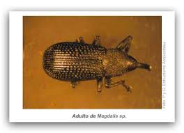 Attēlu rezultāti vaicājumam “Magdalis sp.”