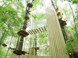 Image result for The Go Ape Experience (Swinley Forest)