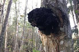 Attēlu rezultāti vaicājumam “Inonotus obliquus”