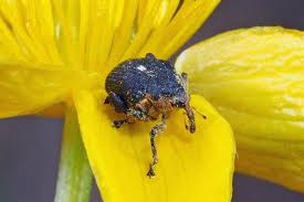 Attēlu rezultāti vaicājumam “Mononychus punctumalbum”