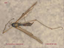 Attēlu rezultāti vaicājumam “Ptychoptera sp. female”