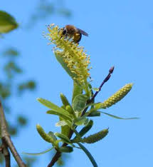 Attēlu rezultāti vaicājumam “Andrena haemorrhoa female”