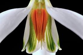 Attēlu rezultāti vaicājumam “Galanthus nivalis flower”
