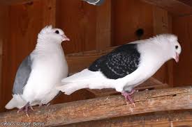 Attēlu rezultāti vaicājumam “Columba livia f. domestica”