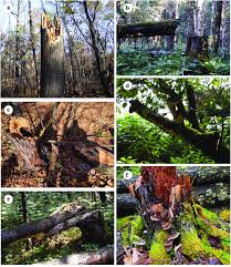 Attēlu rezultāti vaicājumam “Perenniporia subacida”