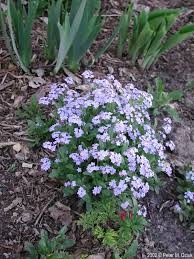 Attēlu rezultāti vaicājumam “Myosotis sylvatica flower”