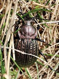 Attēlu rezultāti vaicājumam “Carabus arcensis”