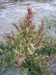 Attēlu rezultāti vaicājumam “Chenopodium rubrum leaf”