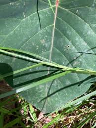 Attēlu rezultāti vaicājumam “Poa remota leaf”