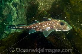 Image result for Hydrolagus colliei