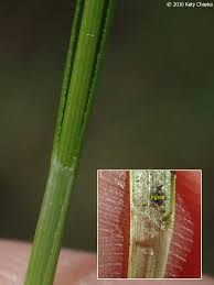 Attēlu rezultāti vaicājumam “Carex capillaris fruit”