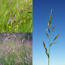 Attēlu rezultāti vaicājumam “Festuca pratensis”