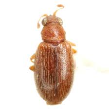 Attēlu rezultāti vaicājumam “Latridiidae”