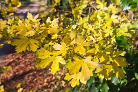 Attēlu rezultāti vaicājumam “Acer campestre flower”