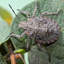 Attēlu rezultāti vaicājumam “Pentatomidae”