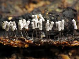 Attēlu rezultāti vaicājumam “Arcyria cinerea”