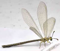 Attēlu rezultāti vaicājumam “Myrmeleontidae”