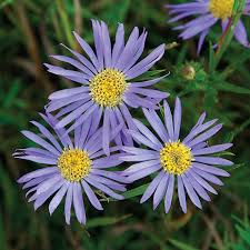 Image result for Aster