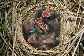 Attēlu rezultāti vaicājumam “Emberiza schoeniclus eggs”