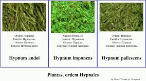 Attēlu rezultāti vaicājumam “Hypnum pallescens”