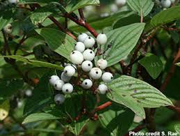 Attēlu rezultāti vaicājumam “Cornus sericea fruit”